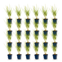 Green boutiQ - Grassen - Molinia arund. Karl Foerster - Pijpestrootje - Met Pluim - Groen - 24 Planten - Pot 11cm - Hoogte 15-25cm
