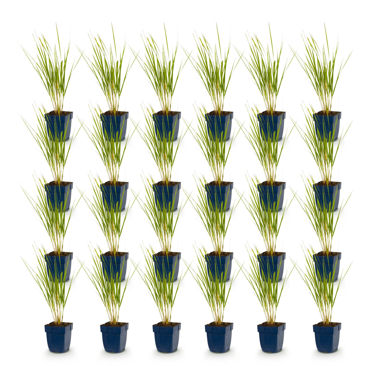 Green boutiQ - Gräser - Molinia arund. Karl Foerster - Pfeifengras - Mit Rispen - Grün - 24 Pflanzen - Topf 11cm - Höhe 15-25cm