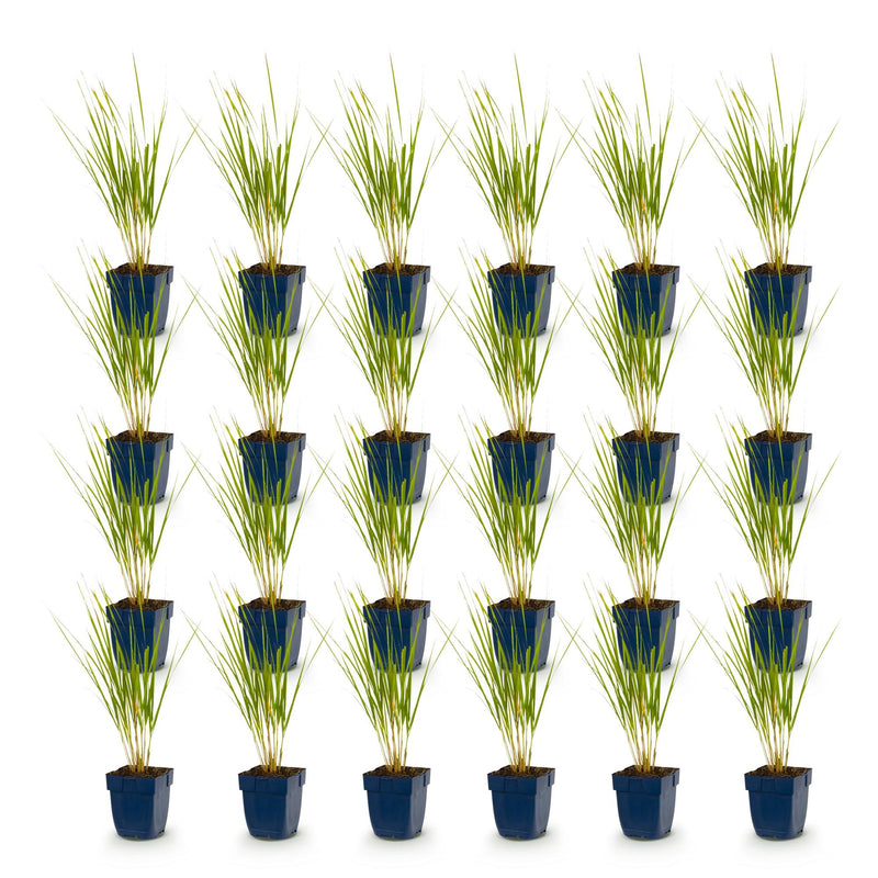 Green boutiQ - Grassen - Molinia arund. Karl Foerster - Pijpestrootje - Met Pluim - Groen - 24 Planten - Pot 11cm - Hoogte 15-25cm