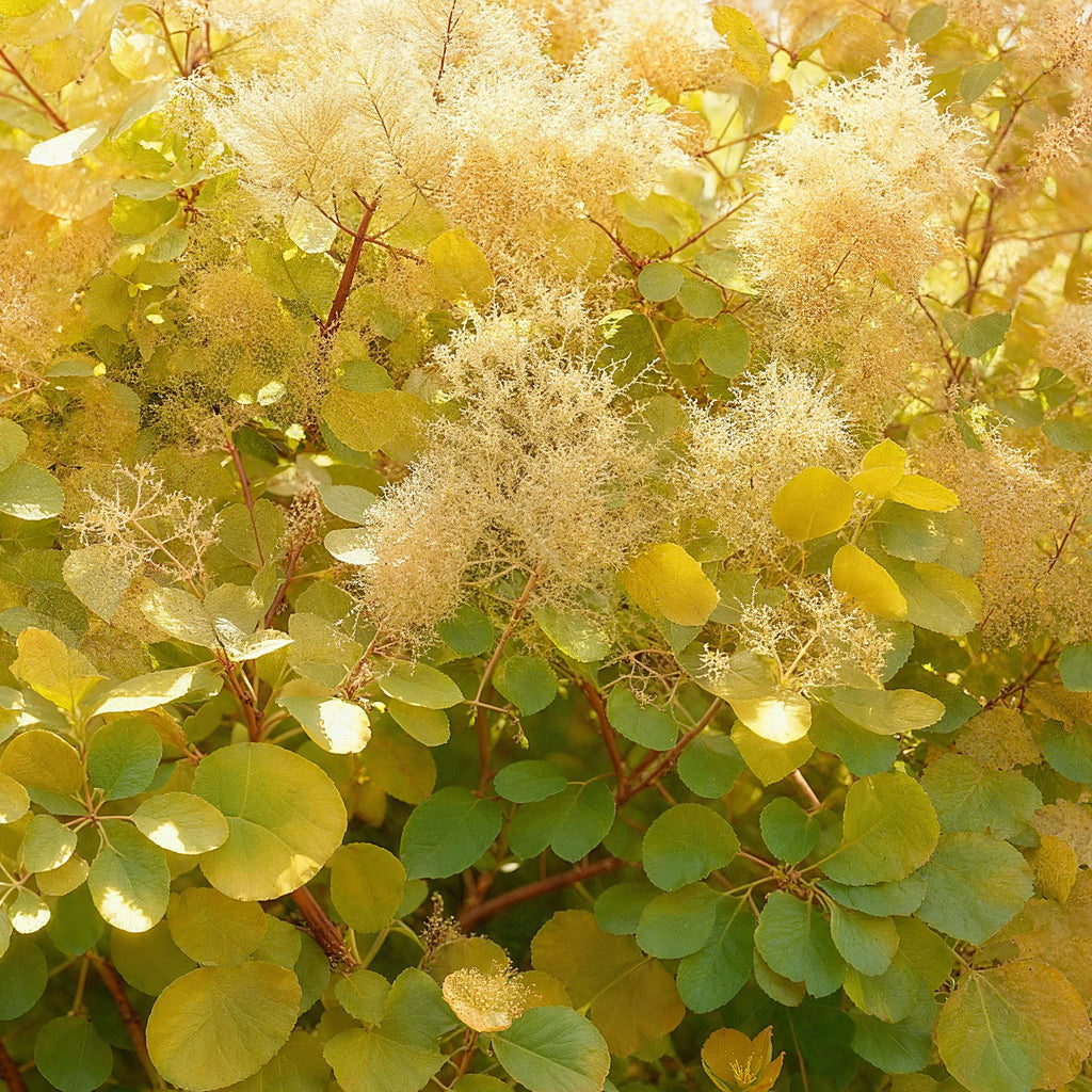 Green boutiQ - Gartenpflanze - Cotinus coggygria Golden Spirit - Gelb - 1 Pflanze - Laubabwerfend - Pflegeleicht - Topf 12 cm Höhe 35 cm
