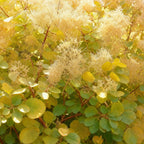 Green boutiQ - Gartenpflanze - Cotinus coggygria Golden Spirit - Gelb - 1 Pflanze - Laubabwerfend - Pflegeleicht - Topf 12 cm Höhe 35 cm
