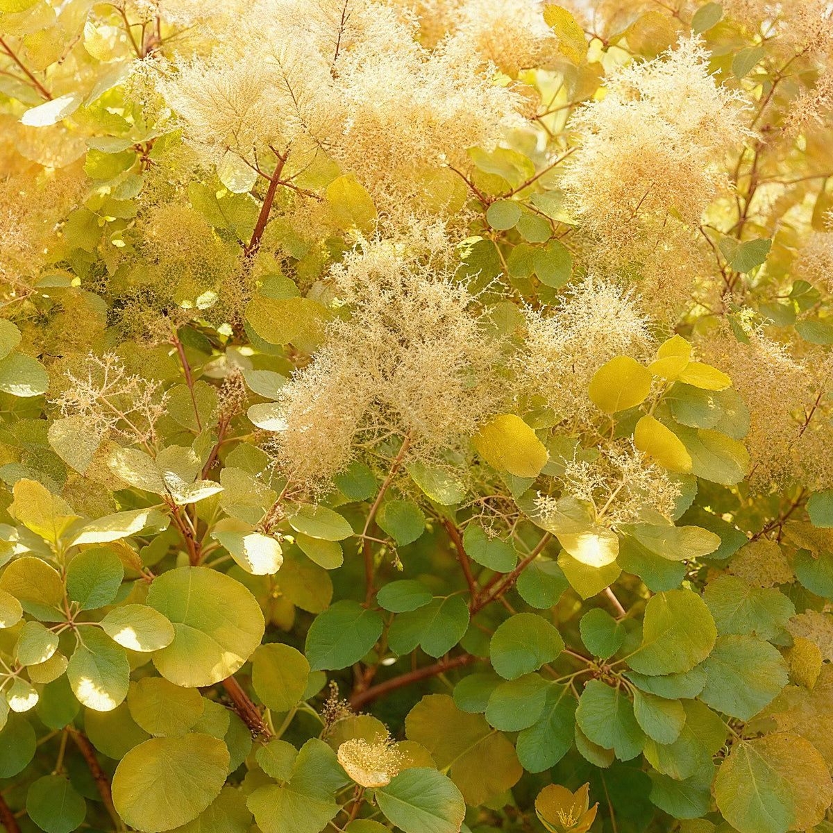 Green boutiQ - Plante de jardin - Cotinus coggygria Golden Spirit - Jaune - 1 Plante - Caduc - Peu d'entretien - Pot 12cm Hauteur 35cm