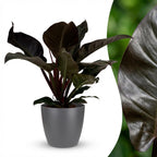 Green boutiQ - Plante d'intérieur - Philodendron - Philodendron Imperial Red - Rouge - Entretien facile - 1 plante - avec pot gris - Pot 19cm - Hauteur 60cm