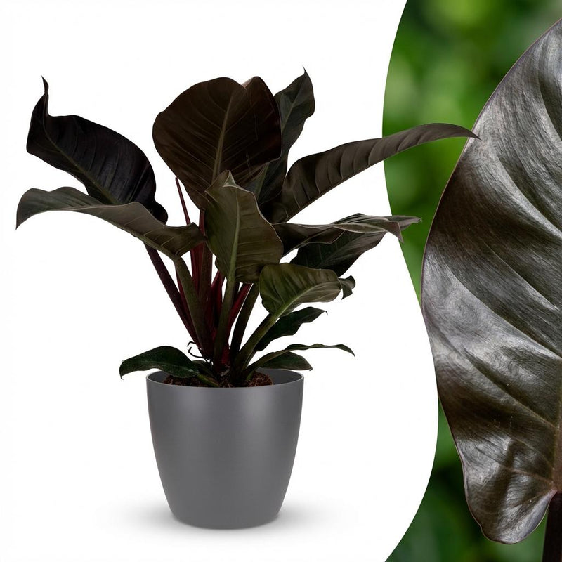 Green boutiQ - Kamerplant - Philodendron - Philodendron Imperial Red - Rood - Weinig onderhoud - 1 Plant - met Potter Grijs - Pot 19cm - Hoogte 60cm