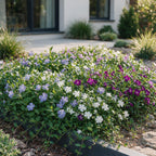 Plante vivace - Vinca Tricolour - Pervenche - Couvre-sol - Bleu - Violet - Blanc - 12 plantes - Pot 11 cm - Hauteur 15-25 cm
