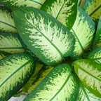 Green BoutiQ - Plantes d'intérieur - Dieffenbachia Tropic Snow - Dieffenbachia - Peu d'entretien - Vert - 1 Plante - avec Pot Blanc - Pot 21cm - Hauteur 90-100cm