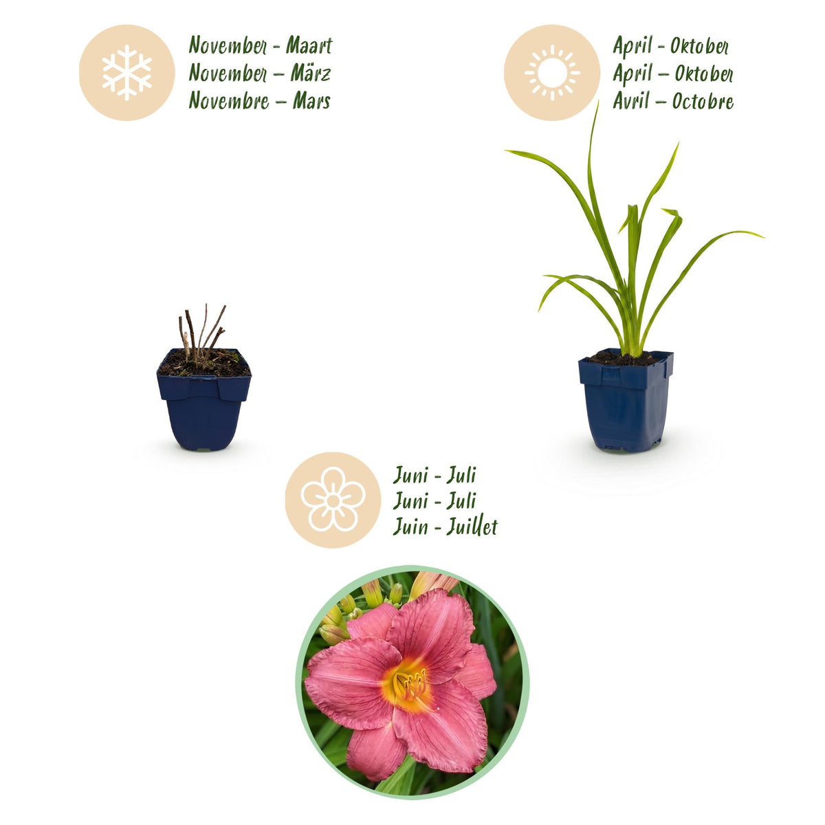 Green boutiQ - Plante vivace - Hemerocallis Summer Wine - Hémérocalle - Attire les abeilles et les papillons - Violet - 24 plantes - Pot 11 cm - Hauteur 15-25 cm