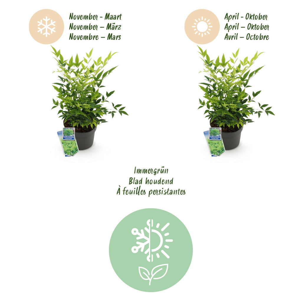 Green boutiQ - Gartenpflanze - Nandina Duo - Gelb & Rot - 2 Pflanzen - Immergrün - Pflegeleicht - Topf 17cm Höhe 45cm