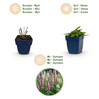 Green boutiQ - Stauden - Stachys Duo - Ziest - Bienen- und Schmetterlingsmagnet - Rosa - Lila - Weiß - 12 Pflanzen - Topf 11cm - Höhe 15-25cm