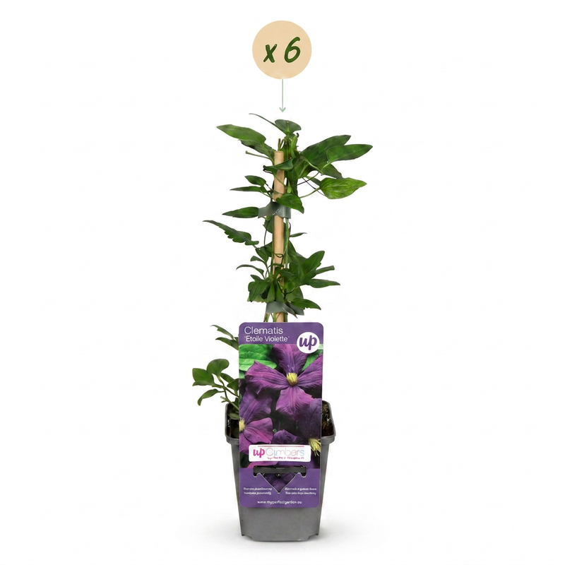 6x Clematis Etoile Viol - Bosrank - Paars - Klimplant - Ø9cm - ↕35cm