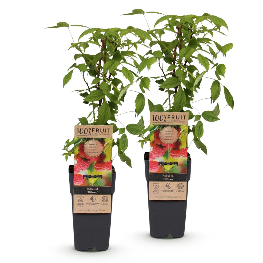 Green boutiQ - Framboisier - Rubus idaeus Ottawa - Plant de framboisier - Rustique - Framboise rouge - 2 plantes - Pot 15 cm - Hauteur 50 cm