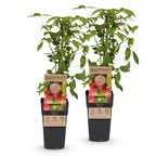 Green boutiQ - Framboisier - Rubus idaeus Ottawa - Plant de framboisier - Rustique - Framboise rouge - 2 plantes - Pot 15 cm - Hauteur 50 cm