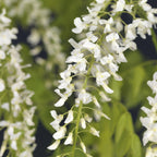 Green boutiQ - Glycine - Wisteria floribunda Alba - Fleur blanche - 1 plante - Pot 11cm Hauteur 40cm