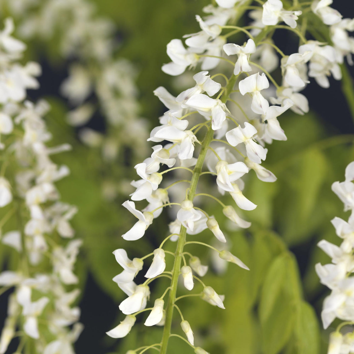 Green boutiQ - Glycine - Wisteria floribunda Alba - Fleur blanche - 1 plante - Pot 11cm Hauteur 40cm