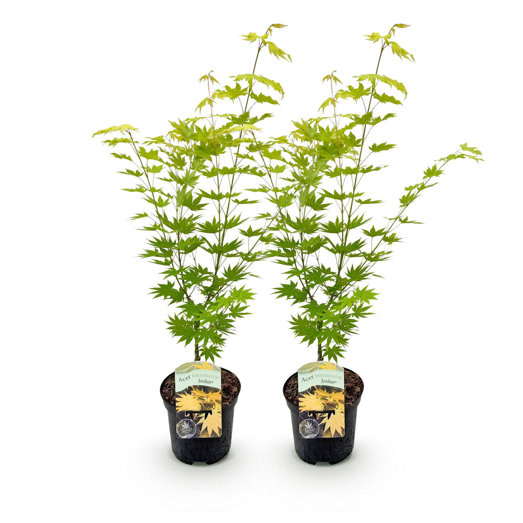 Green boutiQ - Plante de terrasse - Érable du Japon - Acer palmatum Jordan - Jaune - 2 plantes - Caduc - Pot 19cm Hauteur 70cm