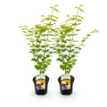 Green boutiQ - Plante de terrasse - Érable du Japon - Acer palmatum Jordan - Jaune - 2 plantes - Caduc - Pot 19cm Hauteur 70cm