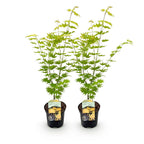 Green boutiQ - Plante de terrasse - Érable du Japon - Acer palmatum Jordan - Jaune - 2 plantes - Caduc - Pot 19cm Hauteur 70cm