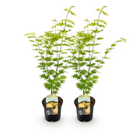 Green boutiQ - Terrasplant - Japanse Esdoorn - Acer palmatum Jordan - Geel - 2 Planten - Bladverliezend - Pot 19cm Hoogte 70cm