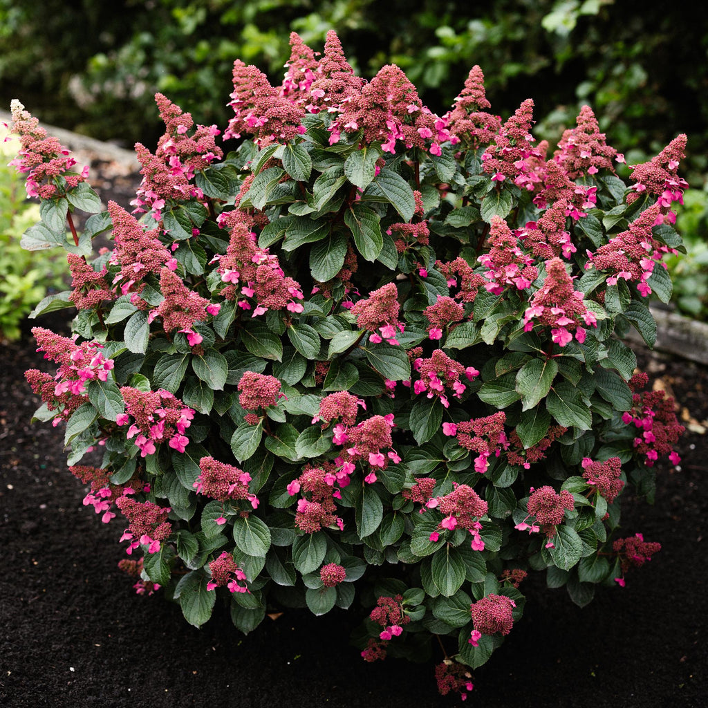 Green boutiQ - Plante de jardin - Hydrangea paniculata Living Infinity - Hortensia paniculé - Rustique - Blanc - 3 Plantes - Pot 12 cm - Hauteur 20-30 cm