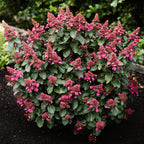 Green boutiQ - Plante de jardin - Hydrangea paniculata Living Infinity - Hortensia paniculé - Rustique - Blanc - 3 Plantes - Pot 12 cm - Hauteur 20-30 cm