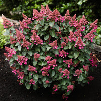 Green boutiQ - Tuinplant - Hydrangea panniculata Living Infinity - Pluimhortensia - Winterhard - Wit - 3 Planten - Pot 12cm - Hoogte Hoogte 20-30cm