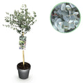 Green boutiQ - Eucalyptus gunnii 'Azura' sur tige - Plante de terrasse - Persistant - Rustique - Feuillage gris - Pot 19 cm, hauteur 90 cm