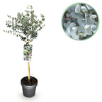 Green boutiQ - Eucalyptus gunnii 'Azura' sur tige - Plante de terrasse - Persistant - Rustique - Feuillage gris - Pot 19 cm, hauteur 90 cm