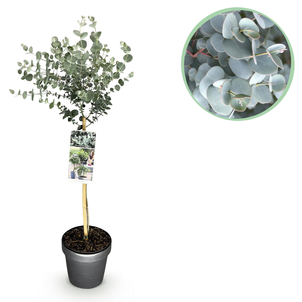 Green boutiQ - Eucalyptus gunnii 'Azura' sur tige - Plante de terrasse - Persistant - Rustique - Feuillage gris - Pot 19 cm, hauteur 90 cm