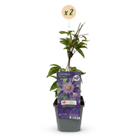 2x Clematis Multi Blue - Bosrank - Blauw - Klimplant - Ø9cm - ↕35cm