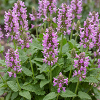 Green boutiQ - Perennial - Stachys off. Ukkie - Lamb's Ear - Rock Plants - Pink - 6 Plants - Pot 11cm - Height 15-25cm
