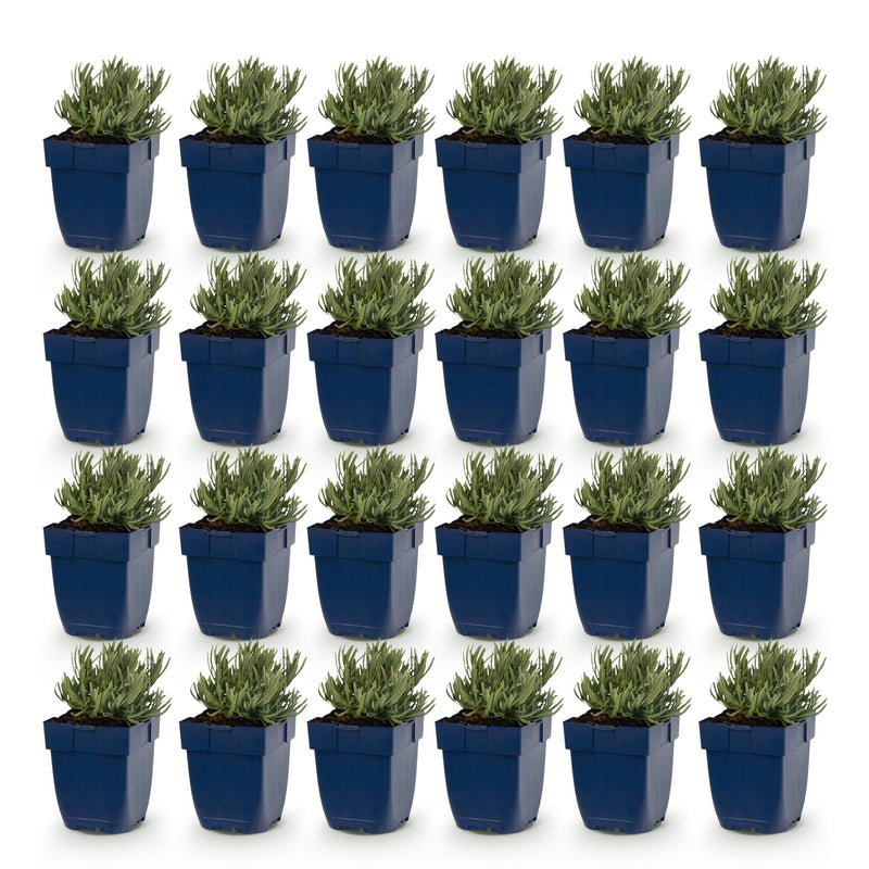 Green boutiQ - Vasteplant - Lavandula ang. Edelweiss - Lavendel - Geurend - Wit - 24 Planten - Pot 11cm - Hoogte 15-25cm