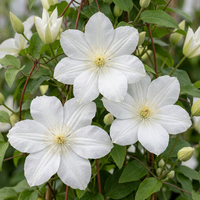Clematis Jackmanii Huldine - Bosrank - Wit - Klimplant - Ø9cm - ↕35cm