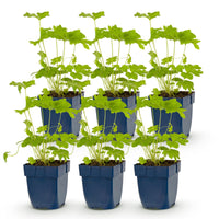 Green boutiQ - Vasteplant - Delphinium (P) Black Knight - Ridderspoor - Bijen en Vlinderlokkers - Paars - 6 Planten - Pot 11cm - Hoogte 15-25cm