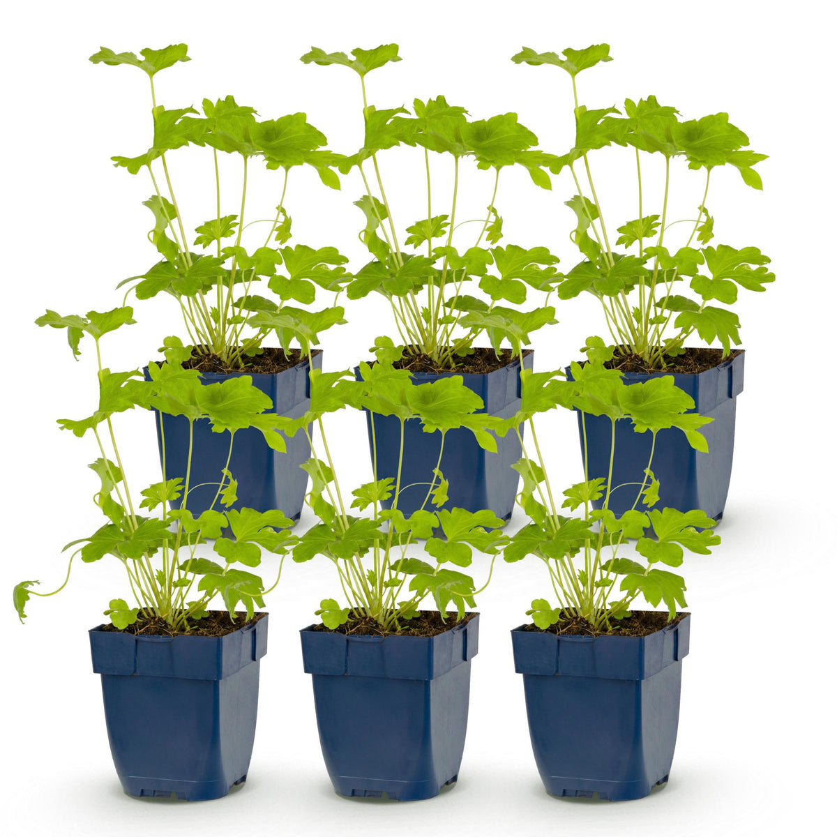 Green boutiQ - Plante vivace - Delphinium (P) Black Knight - Pied d'alouette - Attire les abeilles et les papillons - Violet - 6 plantes - Pot 11cm - Hauteur 15-25cm