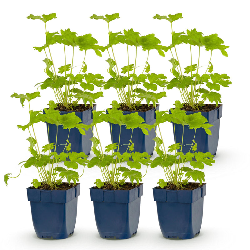Green boutiQ - Vasteplant - Delphinium (P) Black Knight - Ridderspoor - Bijen en Vlinderlokkers - Paars - 6 Planten - Pot 11cm - Hoogte 15-25cm