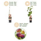 Green boutiQ - Plante fruitière - Ficus carica Rouge de Bordeaux - Figuier - Rustique - Fruit violet - 2 plantes - Pot 15cm - Hauteur 50cm
