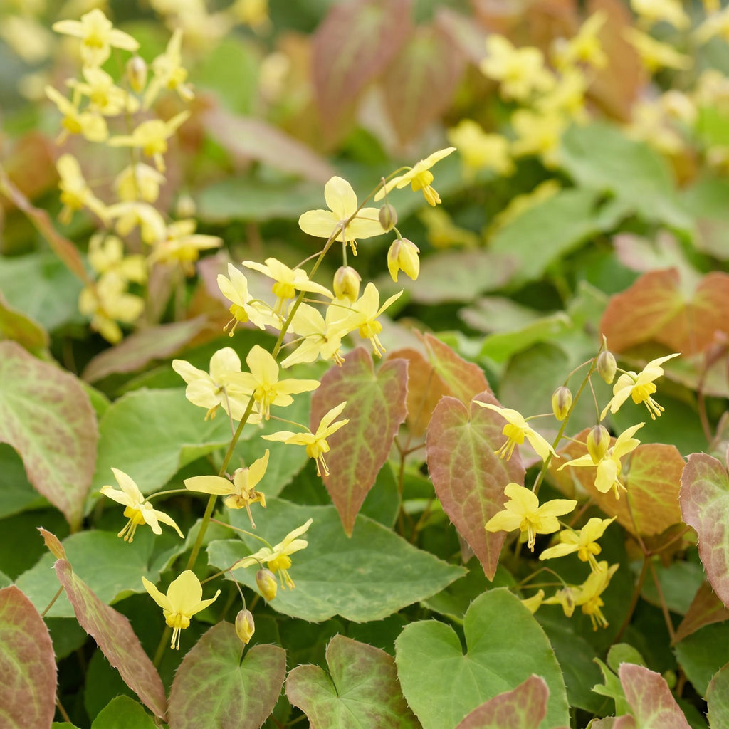 Green boutiQ - Stauden - Epimedium perralch. Frohnleiten - Elfenblume - Schatten - Gelb - 6 Pflanzen - Topf 11cm - Höhe 15-25cm