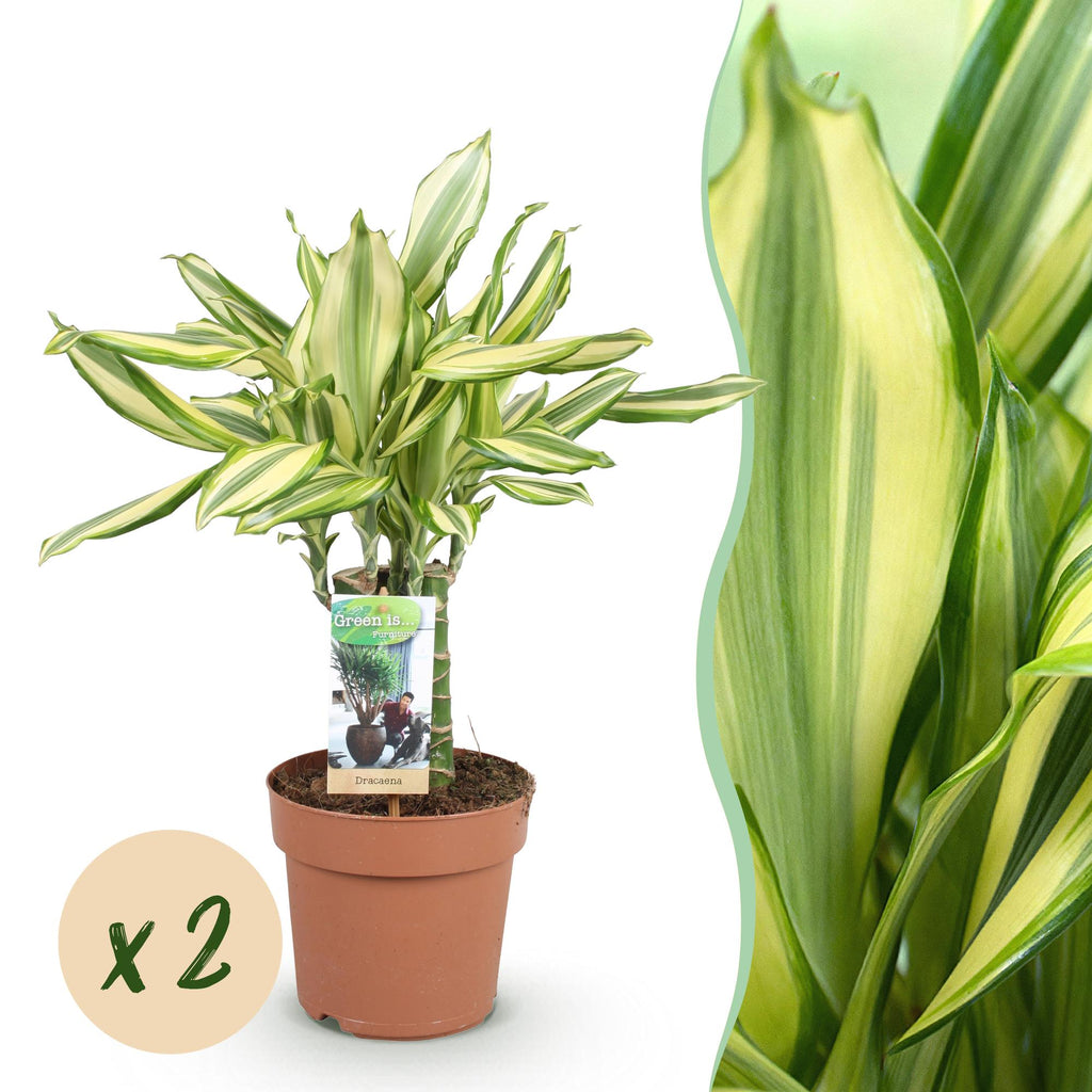 Green BoutiQ - Green is... Plantes d'intérieur - Dracaena fragrans Diamond Dream - Dragonnier - Peu d'entretien - Vert - 2 Plantes - Pot 17cm - Hauteur 50-55cm