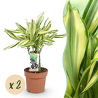 Green BoutiQ - Green is... Plantes d'intérieur - Dracaena fragrans Diamond Dream - Dragonnier - Peu d'entretien - Vert - 2 Plantes - Pot 17cm - Hauteur 50-55cm