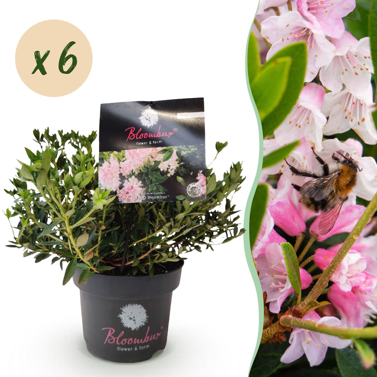 Green boutiQ - Rhododendron nain - Rhododendron Bloombux rose clair - Buis fleuri - Peu d'entretien - Fleur rose clair - 6 plantes - Pot 17 cm - Hauteur 30-40 cm
