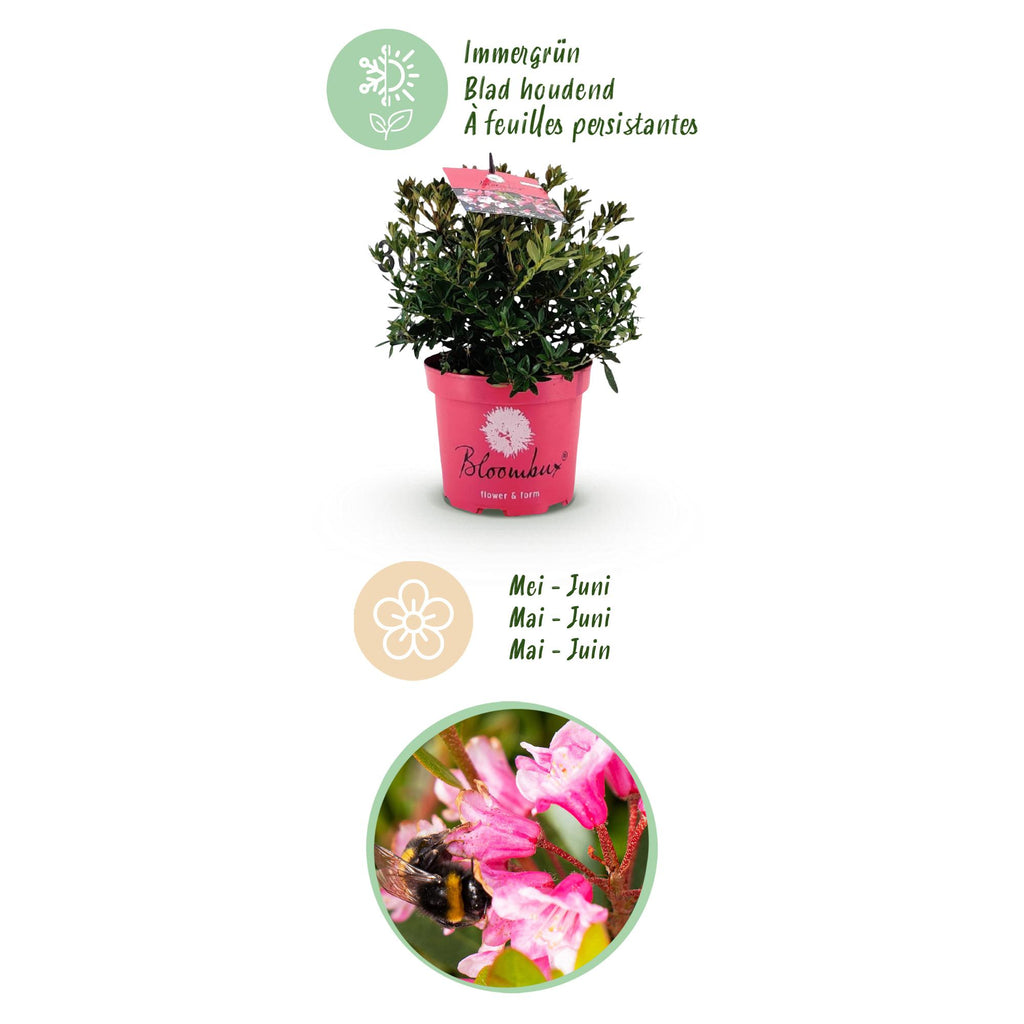 Green boutiQ - Rhododendron nain - Rhododendron Bloombux Magenta - Buis fleuri - Peu d'entretien - Fleur rose - 2 plantes - Pot 17cm - Hauteur 30-40cm