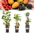 Green boutiQ - Plant fruitier - Mélange Ribes-Rubes - Tricolore - Rustique - Groseille rouge - Mûre noire - Framboise jaune - 3 plantes - Pot 15cm - Hauteur 50cm