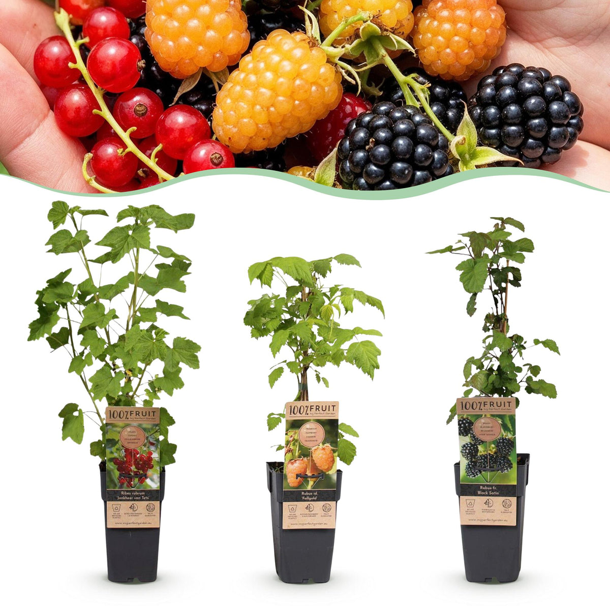 Green boutiQ - Plant fruitier - Mélange Ribes-Rubes - Tricolore - Rustique - Groseille rouge - Mûre noire - Framboise jaune - 3 plantes - Pot 15cm - Hauteur 50cm