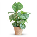 Green boutiQ - Plante d'intérieur - Calathea Orbifolia - Vert - Entretien facile - 1 plante - avec panier - Pot 21cm - Hauteur 60 - 70cm