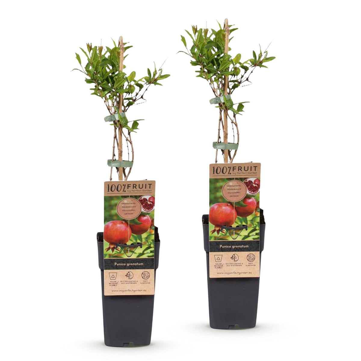 Green boutiQ - Obstpflanze - Punica granatum - Granatapfel - Winterhart - Rot-Orange Frucht - 2 Pflanzen - Topf 15cm - Höhe 50cm