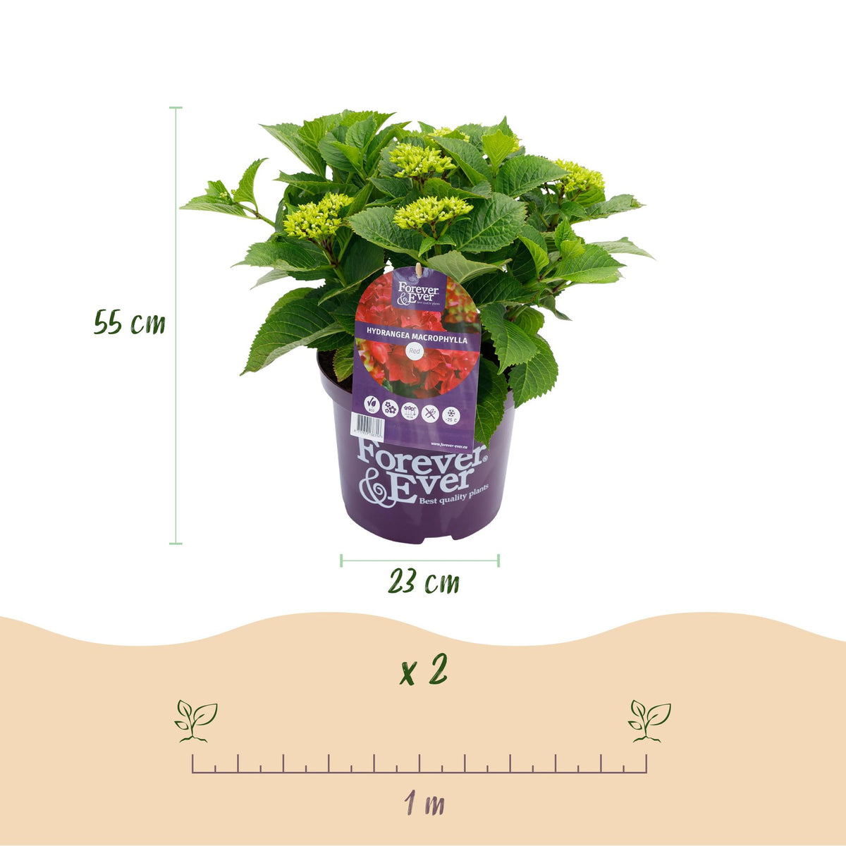 Green boutiQ - Plante de terrasse - Hortensia - Hydrangea Forever & Ever - Rouge - 7-12 fleurs - 2 plantes - Pot 23 cm Hauteur 55 cm