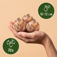 70x Bulb Dry Garden - Droge tuin bollenplanten - Diversen - Zomerbloeier - Bolmaat 10/12