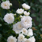 Green boutiQ - Tuin Roos - Rosa White Fairy - Roos - Winterhard - Wit - 1 Plant - Pot 12cm - Hoogte Hoogte 20-25cm