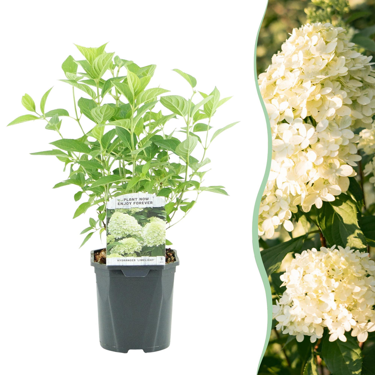 Green boutiQ - Hydrangea paniculata Limelight - Fleurs crème blanc - 1 plante - Caduque - Grandes fleurs - Pot 17cm Hauteur 50cm