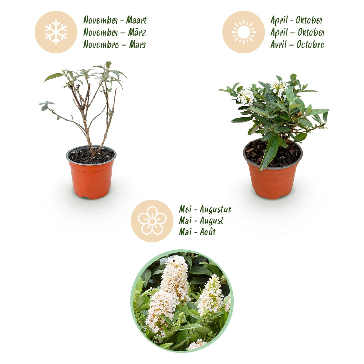 Green boutiQ - Tuinplant - Buddleja davidii Butterfly Candy Little White - Vlinderstruik - Compact - Wit - 1 Plant - Pot 12cm - Hoogte 20-25cm